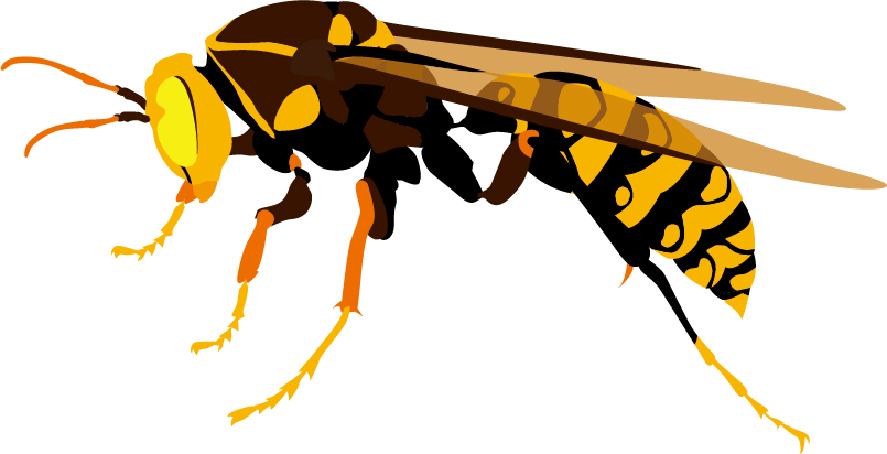 害虫駆除：アシナガバチの特徴