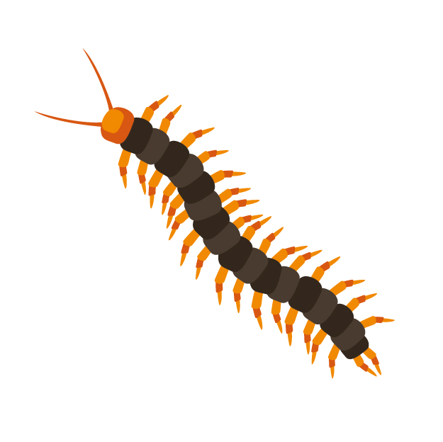 害虫駆除：ムカデの生態と被害