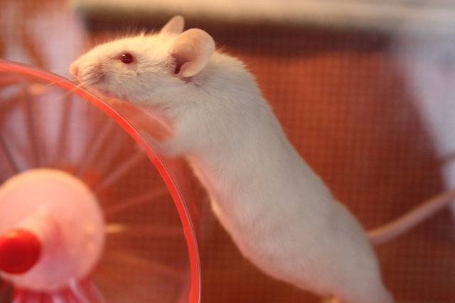 害虫駆除：ハツカネズミの駆除方法と効果的な対策