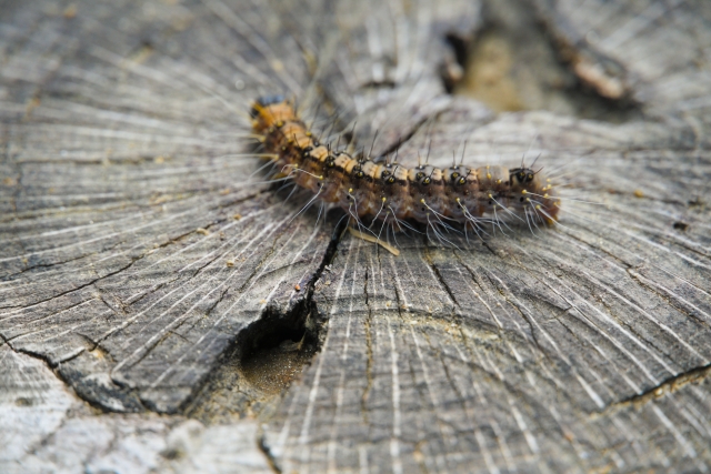 害虫駆除：チャドクガとは？