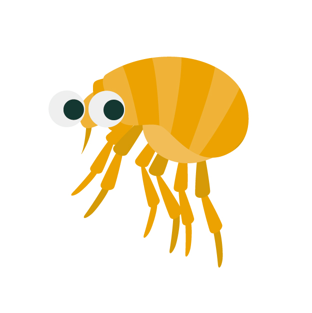 害虫駆除：ノミの見つけ方