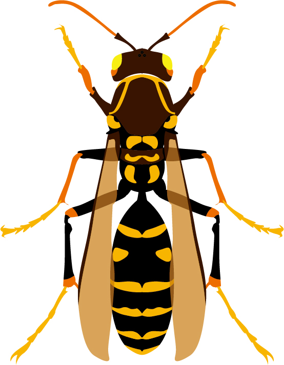 スズメバチとアシナガバチの見分け方