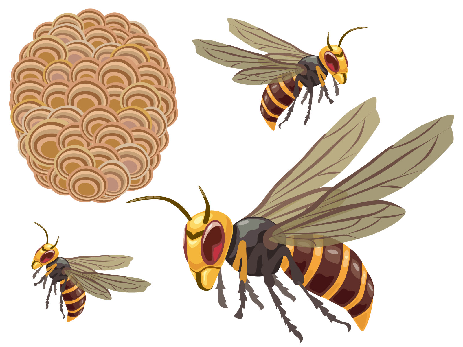 スズメバチを自分で駆除する方法