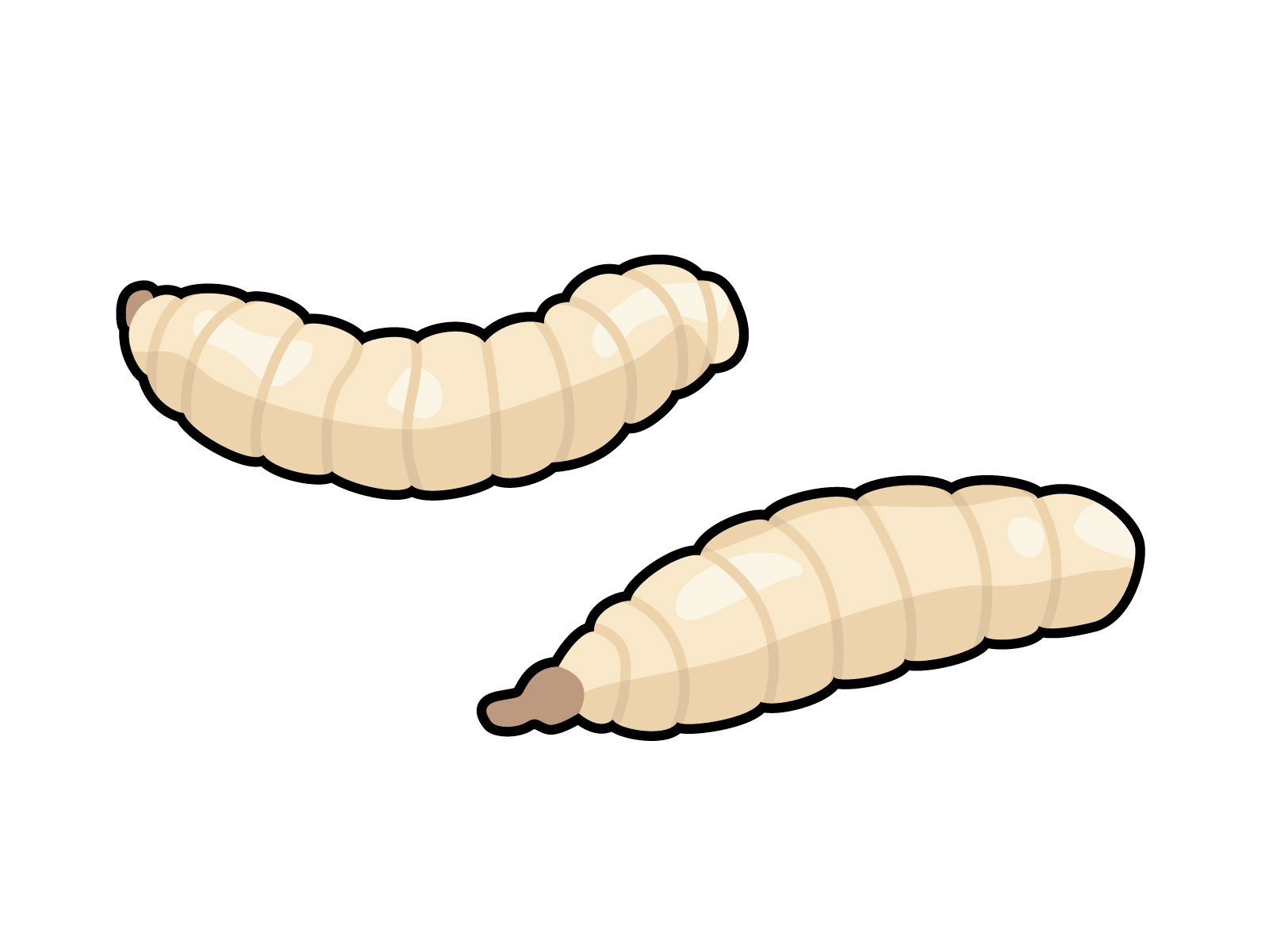 ウジ虫とはどういうもの？