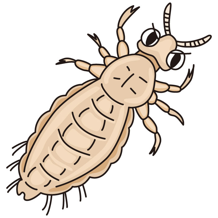 トコジラミの生態と生息場所