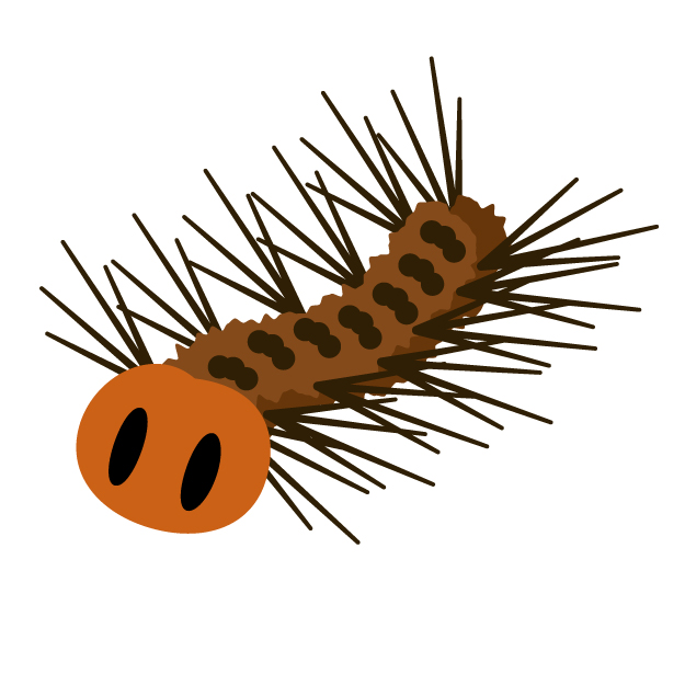 害虫駆除：毛虫の種類と生態・特徴